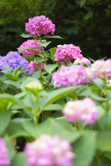 あじさい12 あじさい,梅雨,雨の写真素材
