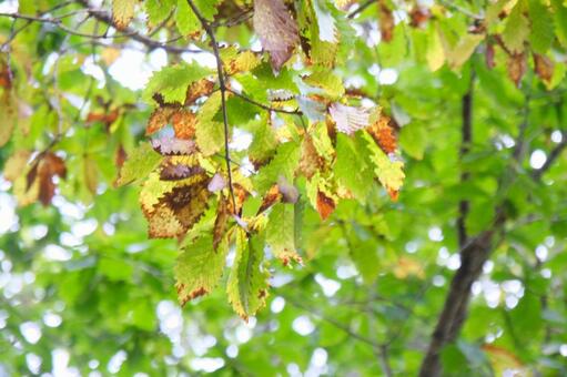 落ち葉 葉っぱ,自然,風景の写真素材