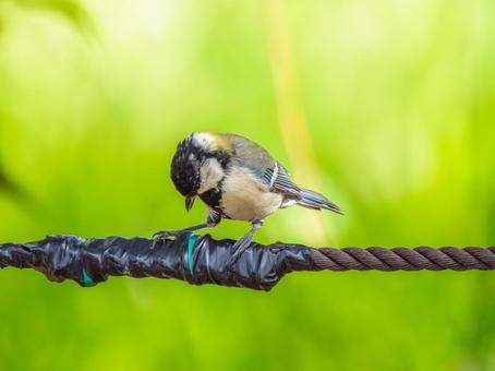 枝にとまるシジュウカラ 枝にとまるシジュウカラ シジュウカラ,野鳥,鳥の写真素材