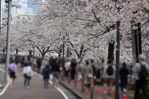 満開の桜を観る人々 桜,観光,風景の写真素材