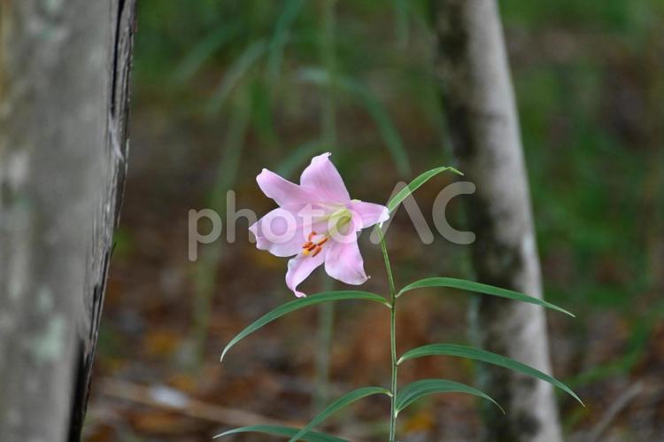 一番いい時期のササユリの花 ササユリの花,ピンク,季節の写真素材