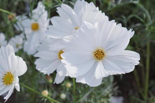 白いコスモス コスモス,ピンク,十月の写真素材