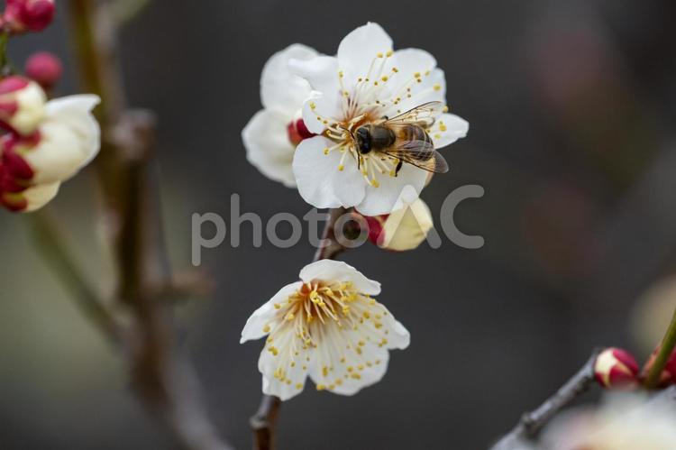 白い梅の花の蜜をせっせと集めているミツバチ2 ミツバチ,梅,花の写真素材