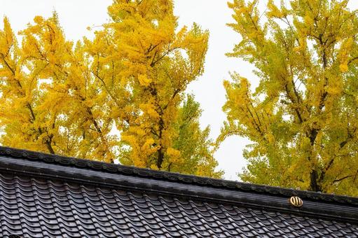 秋の道祖神社⑻ 秋,イチョウ,黄葉の写真素材