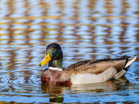 池を泳ぐマガモのオス マガモ,カモ,鴨の写真素材