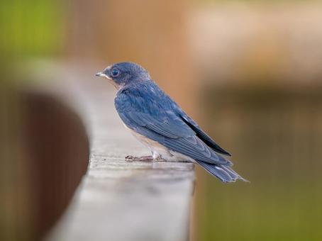 柵にとまるツバメ 柵にとまるツバメ ツバメ,燕,野鳥の写真素材
