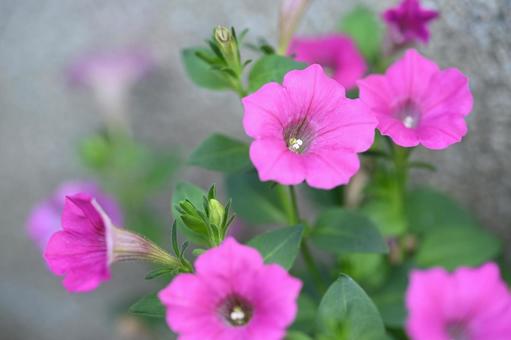 ペチュニアの写真