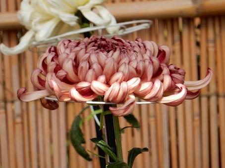 【風景写真】福山菊花展覧会の風景 キク,菊,菊花展の写真素材