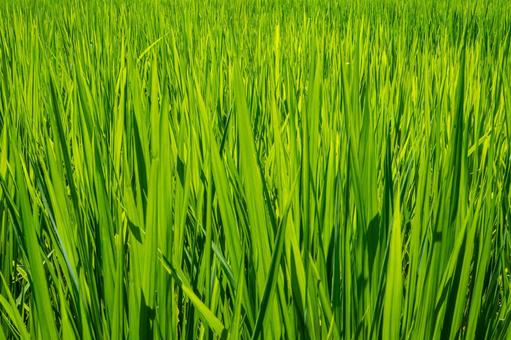 夏の稲 夏の稲 稲穂,新米,夏の写真素材