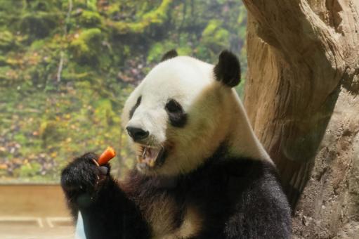 ジャイアントパンダ ジャイアントパンダの写真