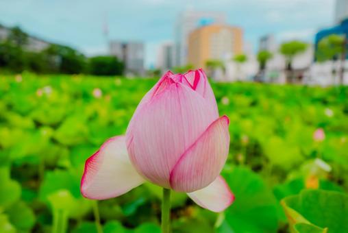 【秋田】千秋公園 蓮の花 2025 【秋田】千秋公園 蓮の花 2025の写真