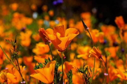咲きほこるオレンジの花々 咲きほこるオレンジの花々の写真