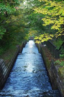 用水路と自然 用水路,木,林の写真素材
