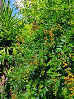 デュランタ デュランタ デュランタ,木,植物の写真素材