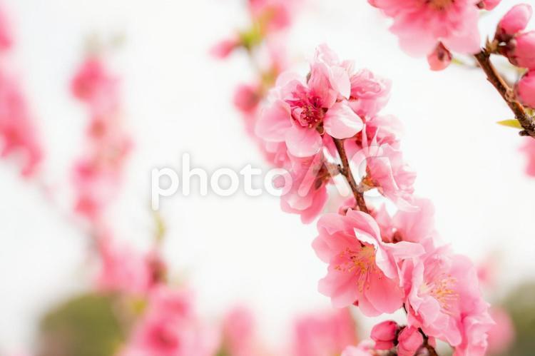 明るく爽やかイメージの梅の花 梅,梅の花,桃色の写真素材