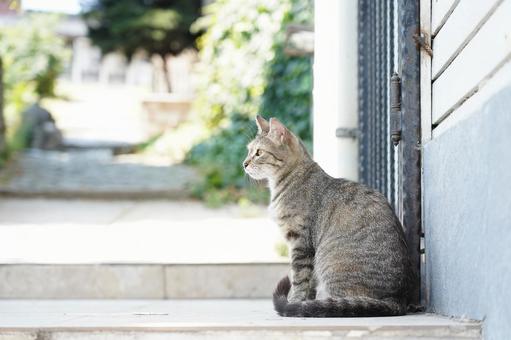 遠くを見ている猫 遠くを見ている猫の写真