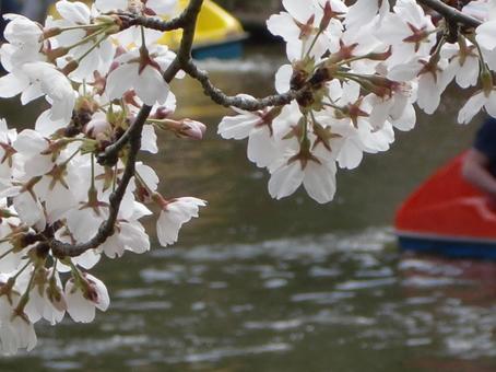 桜ボケ背景-35 背景,ボケ,桜の写真素材