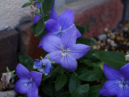 桔梗 桔梗 桔梗,紫の花,紫の写真素材