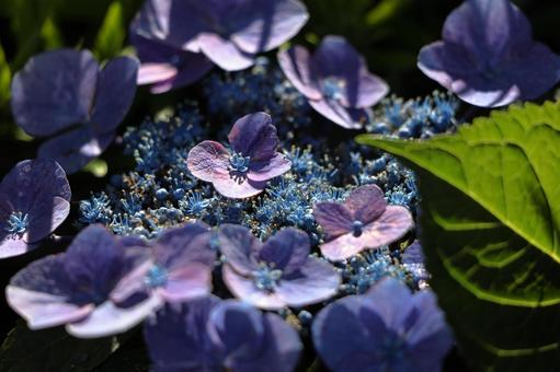 Hydrangea, JPG