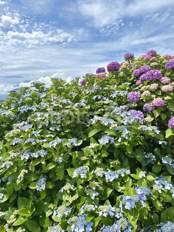 空と紫陽花と隠れ富士 紫陽花,アジサイ,空の写真素材