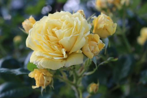 バラ園にて黄色い薔薇を撮影しました バラ園にて黄色い薔薇を撮影しましたの写真
