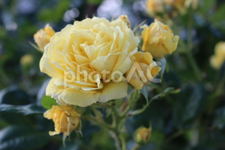 バラ園にて黄色い薔薇を撮影しました 花,薔薇,自然の写真素材