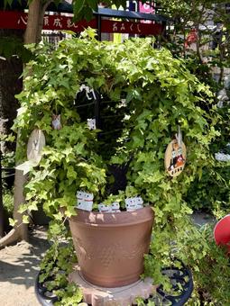 今戸神社　招き猫のプランター 植木鉢,招き猫,プランターの写真素材