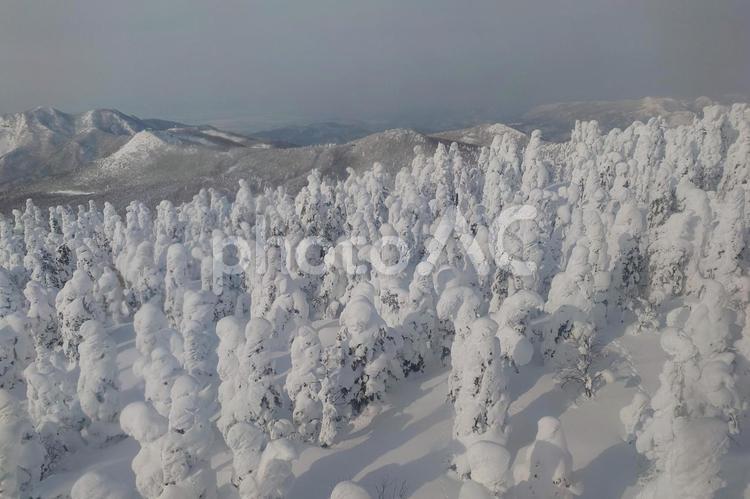 蔵王の樹氷 山形,蔵王,樹氷の写真素材