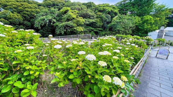 高塔山公園のあじさい 高塔山公園,北九州,若松区の写真素材