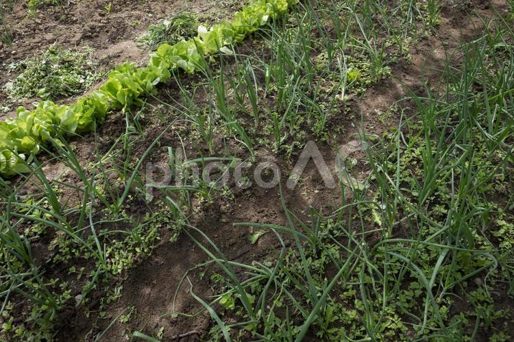 雑草の生えた畑2 雑草,ガーデニング,土の写真素材