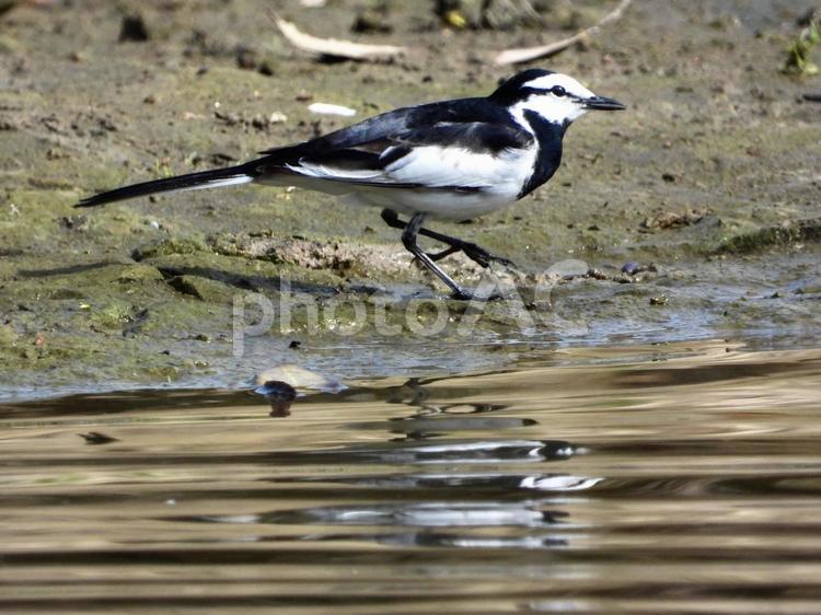川辺を歩くハクセキレイ 鳥,野鳥,ハクセキレイの写真素材