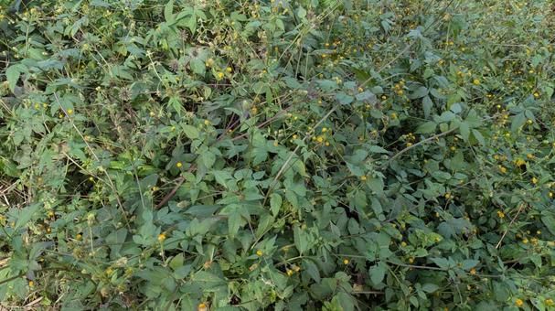 アメリカセンダングサの写真