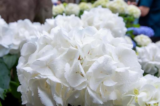 White hydrangea, JPG White hydrangea, JPG