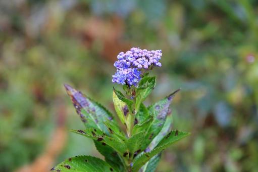 タマアジサイの花 タマアジサイ,神戸市立森林植物園,11月の写真素材