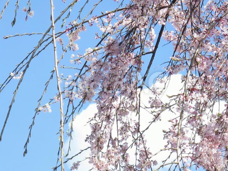 青空と枝垂れ桜 青空,晴れ,快晴の写真素材