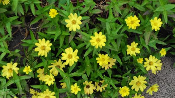 黄色い花 庭園,庭,ガーデンの写真素材