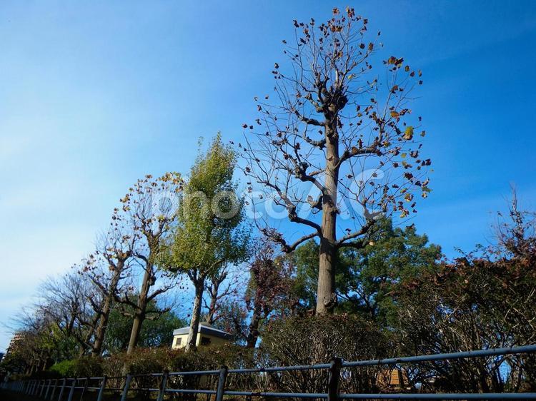冬の訪れ 冬,枯れ木,枯れ枝の写真素材