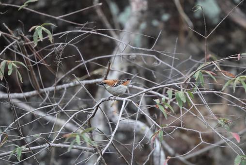 ニュウナイスズメ ニュウナイスズメ ニュウナイスズメ,野鳥,小鳥の写真素材
