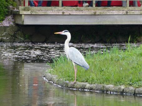 公園の水場で遠くを見つめるアオサギ 公園の水場で遠くを見つめるアオサギの写真