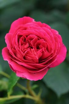 薔薇の香りに包まれて 薔薇の香りに包まれての写真