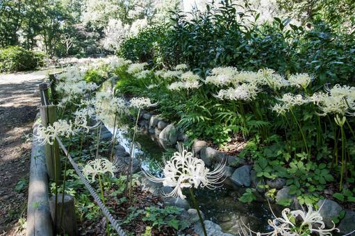 水辺の彼岸花 白い彼岸花,初秋,9月の写真素材