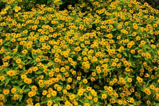 ひたち海浜公園　ヒャクニチソウの写真