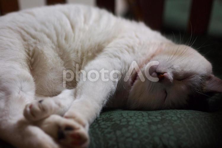 椅子の上でぐっすりすやすや寝る猫 寝る猫,眠る猫,ねこの写真素材