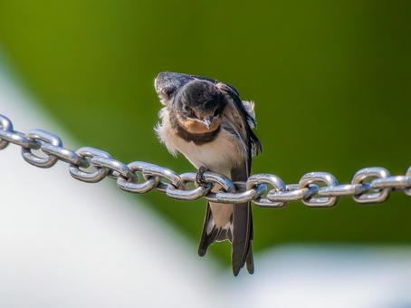 チェーンにとまるツバメ チェーンにとまるツバメ ツバメ,燕,野鳥の写真素材