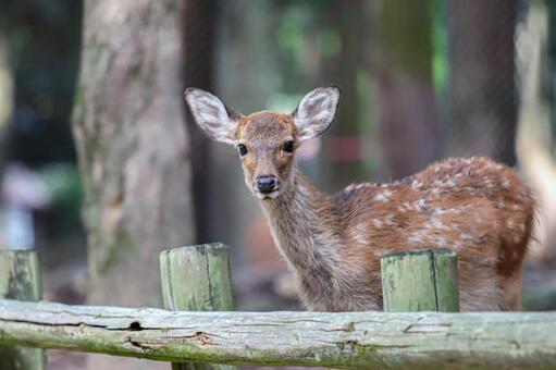 奈良公園の鹿さん 鹿,奈良公園,世界遺産の写真素材