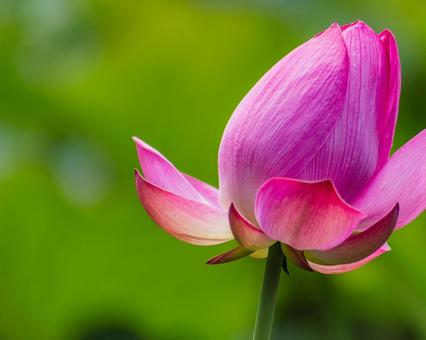 Photo, ancient lotus, lotus, lotus flower, 