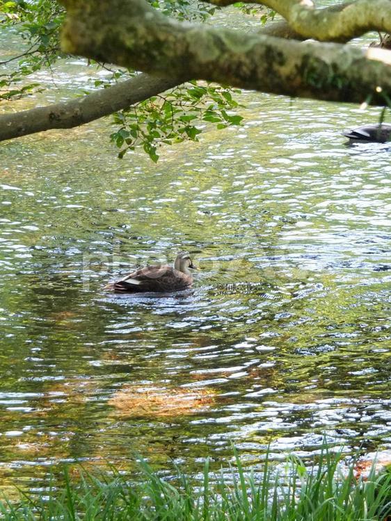 2羽の鴨2 鴨,かも,カモの写真素材