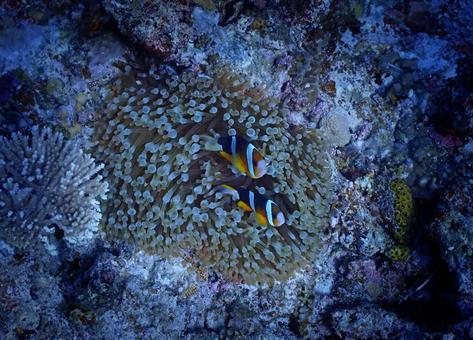 石垣島海底に潜むクマノミ 石垣島海底に潜むクマノミ リュウキュウミゾヤギ,ナミクマノミ,クマノミの写真素材