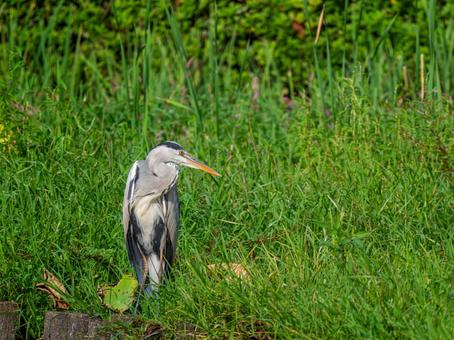 公園のアオサギ サギ,アオサギ,野鳥の写真素材