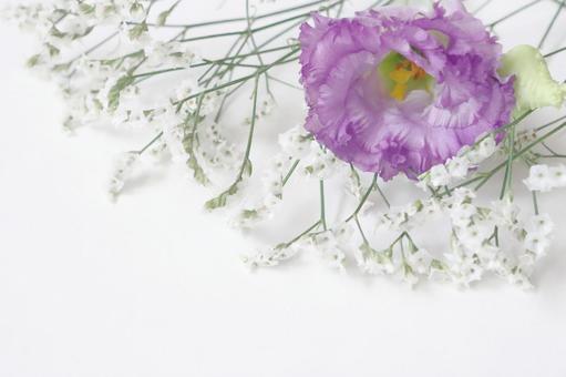 トルコキキョウの花 トルコキキョウの花 トルコキキョウ,花,植物の写真素材